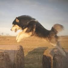 My favorite by wajeh khoury - Ourboox.com