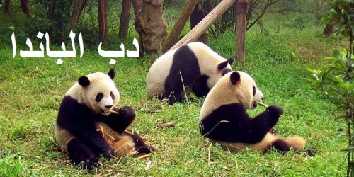 دب الباندا by lama swed - Ourboox.com