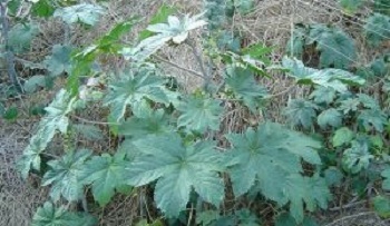 الزهور البرية by sundus dwek - Ourboox.com