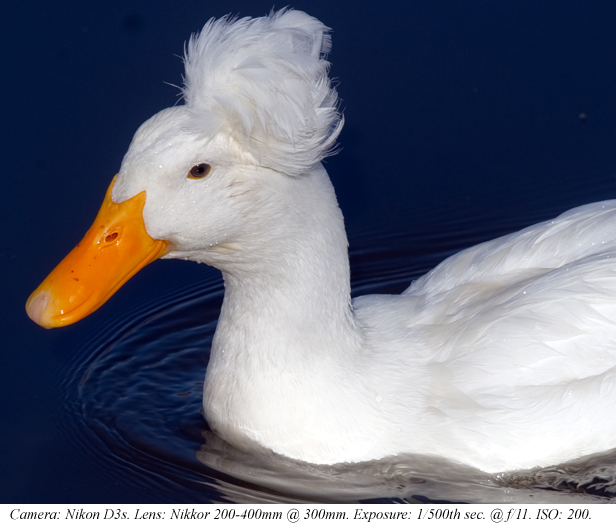 One Legged Duck by Brandon - Ourboox.com