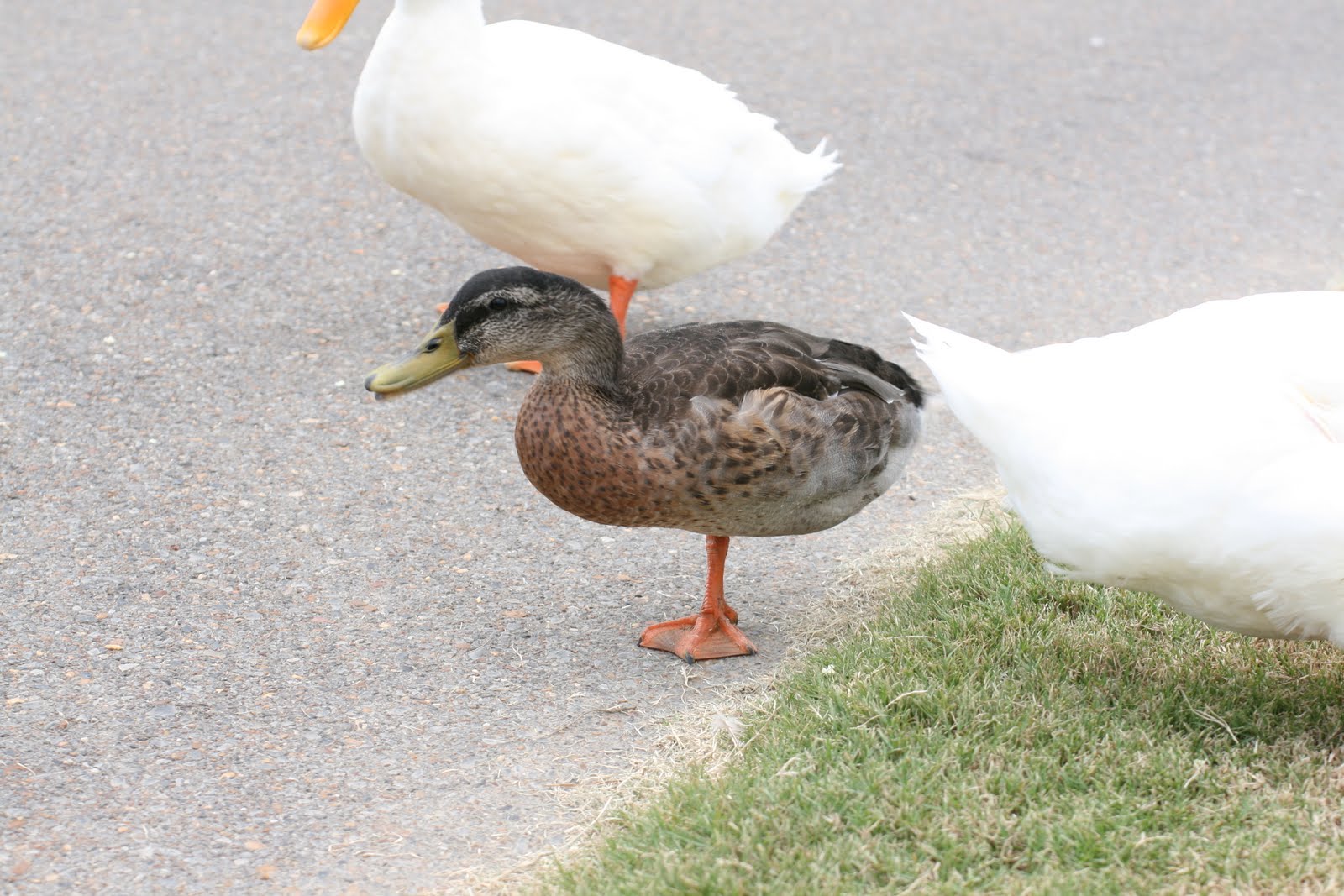 One Legged Duck by Brandon - Ourboox.com