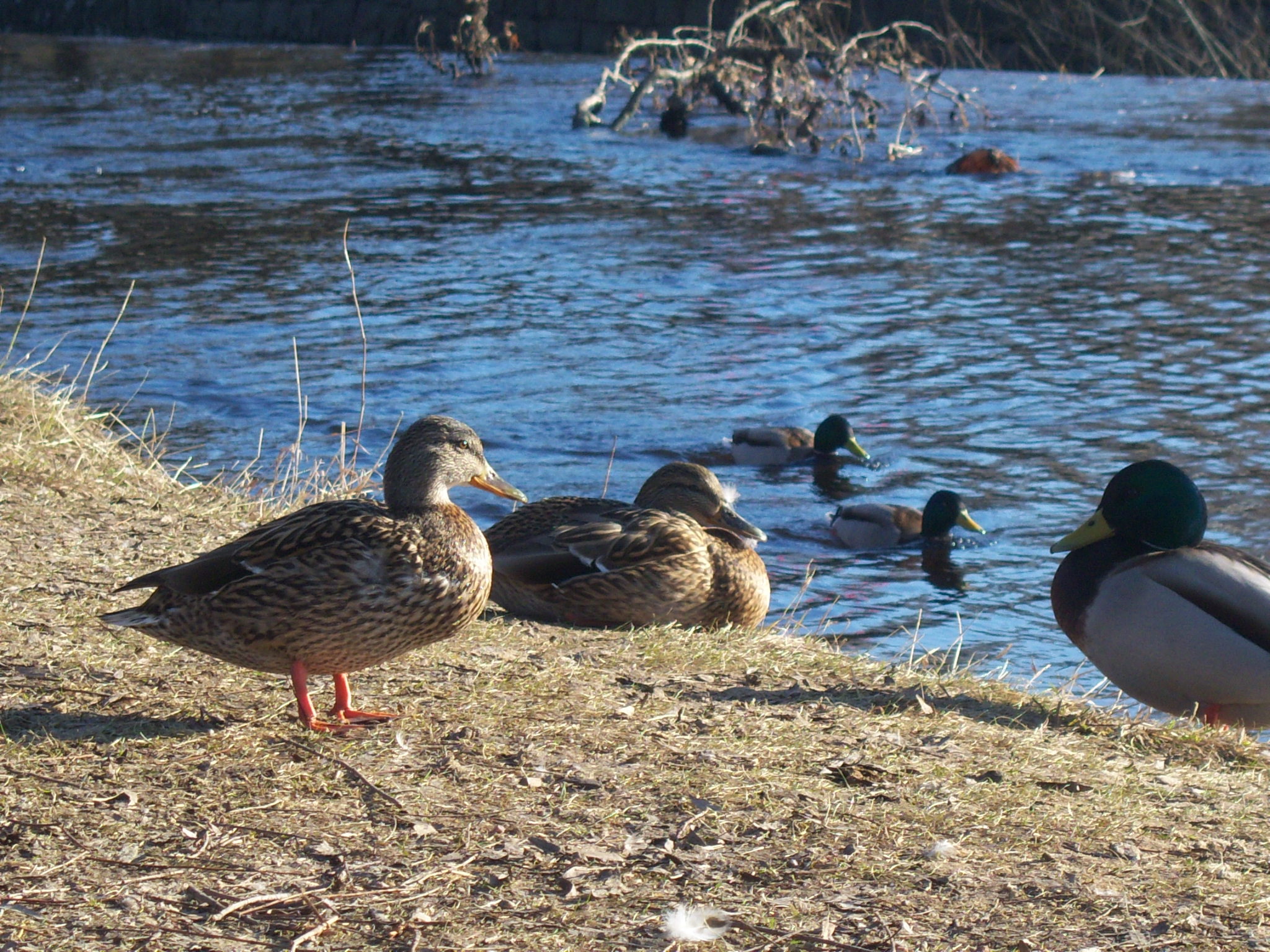 My trip to Sweden by Manuel.Pulleiro - Ourboox.com