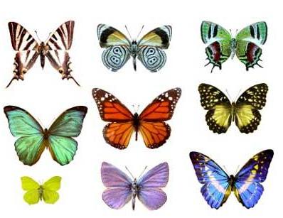 الفراشات by rina - Ourboox.com