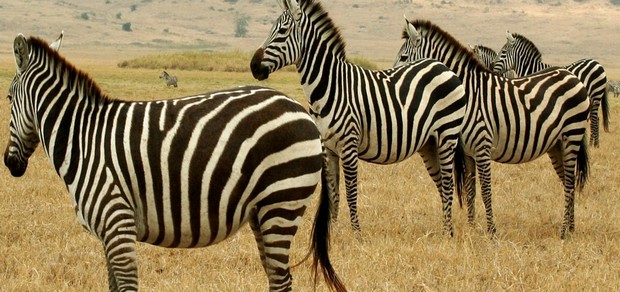 الحيوانات البريه by aseel dana - Ourboox.com