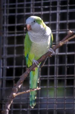 עבודה בספרות – יאנקו מן העיר התחתית by Omer Azoulay - Ourboox.com