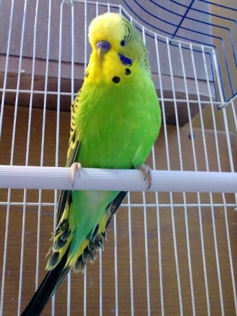 יאנקו מן העיר התחתית by tamarsaharon - Ourboox.com