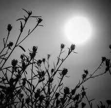 As I Grew Older by maria hussien - Ourboox.com