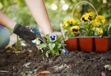 النباتات البرية by aya - Ourboox.com