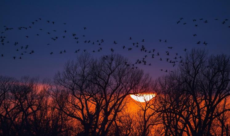 الطيور المهاجرة by aseelturke - Ourboox.com