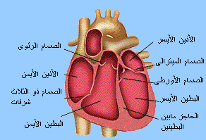 القلب by maysm ganem - Illustrated by  نادين عمر وميسم غانم - Ourboox.com