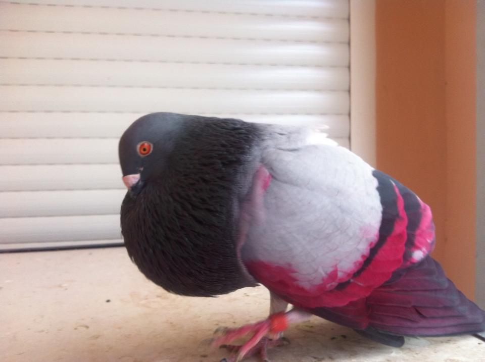 THE PIGEONS by HECTOR - Ourboox.com