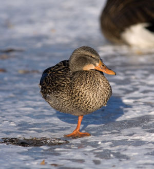 One Legged Duck by Brandon - Ourboox.com