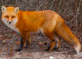 ELS CONTES DE QUART A by Material per al treball a l