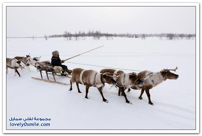 أطفال التندرا by houda - Ourboox.com