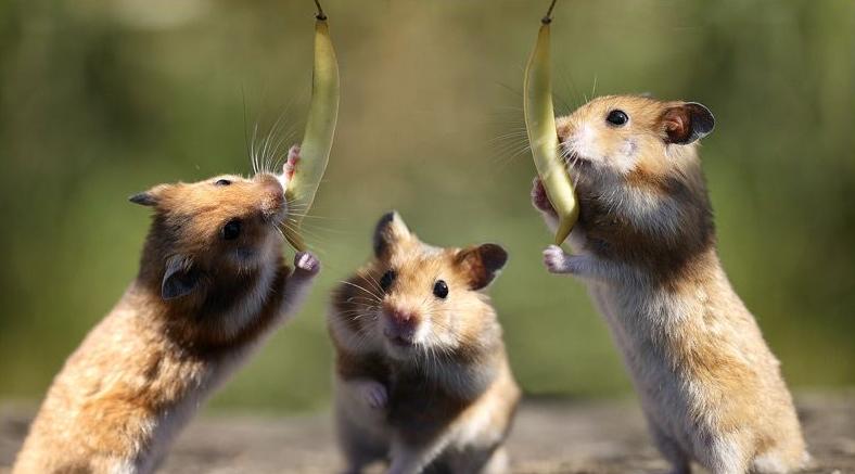 ELS CONTES DE QUART B by Material per al treball a l