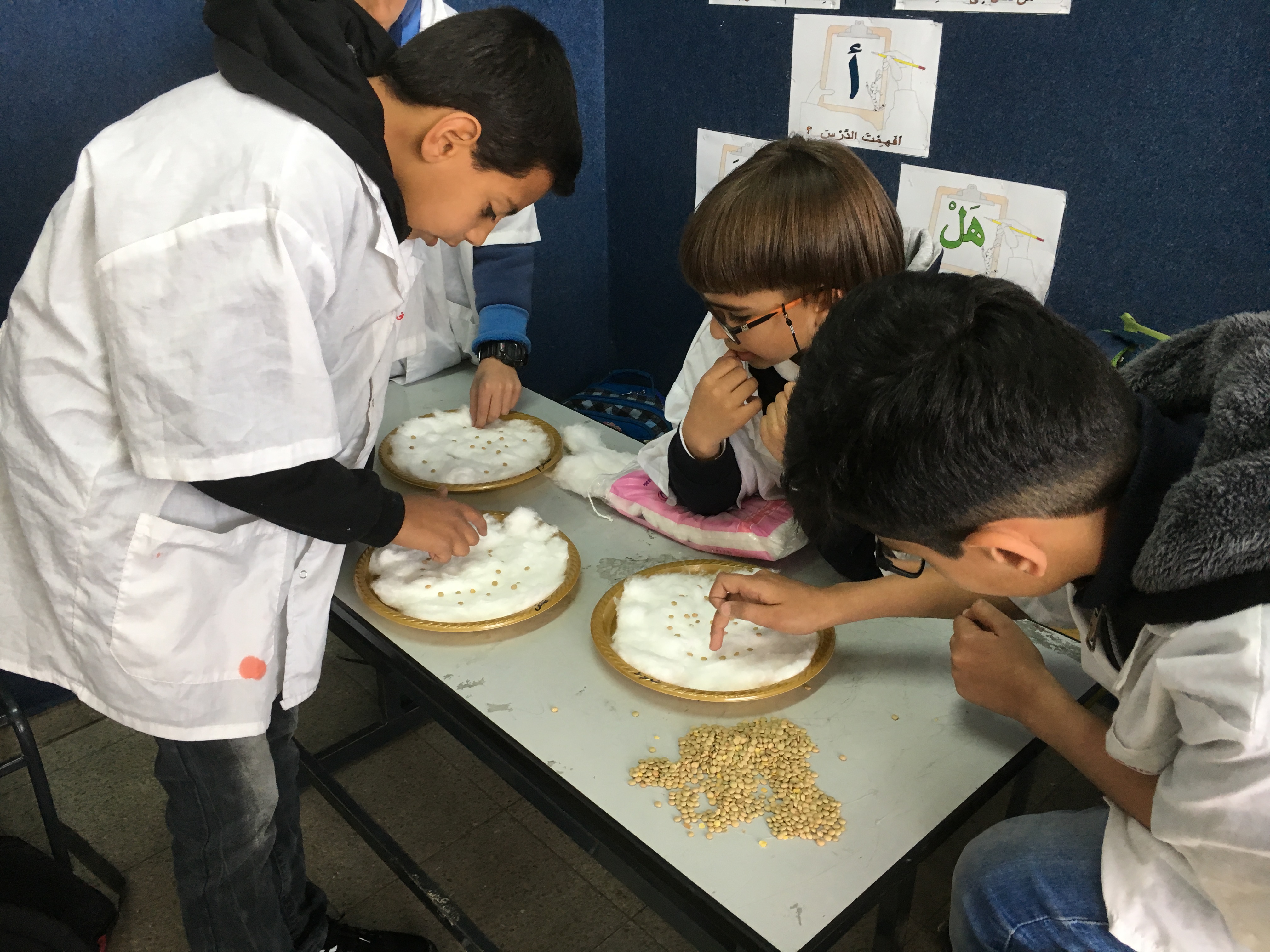 أثر الضوء على نمو بذور العدس by فريق عمل الصف الخامس أ - Illustrated by فريق طلاب الصف الخامس أ  بشار احمد نخال                   صلاح صلاح الدين                   عزمي رياض شاكر                   هادي حاتم ابو صبيح - Ourboox.com