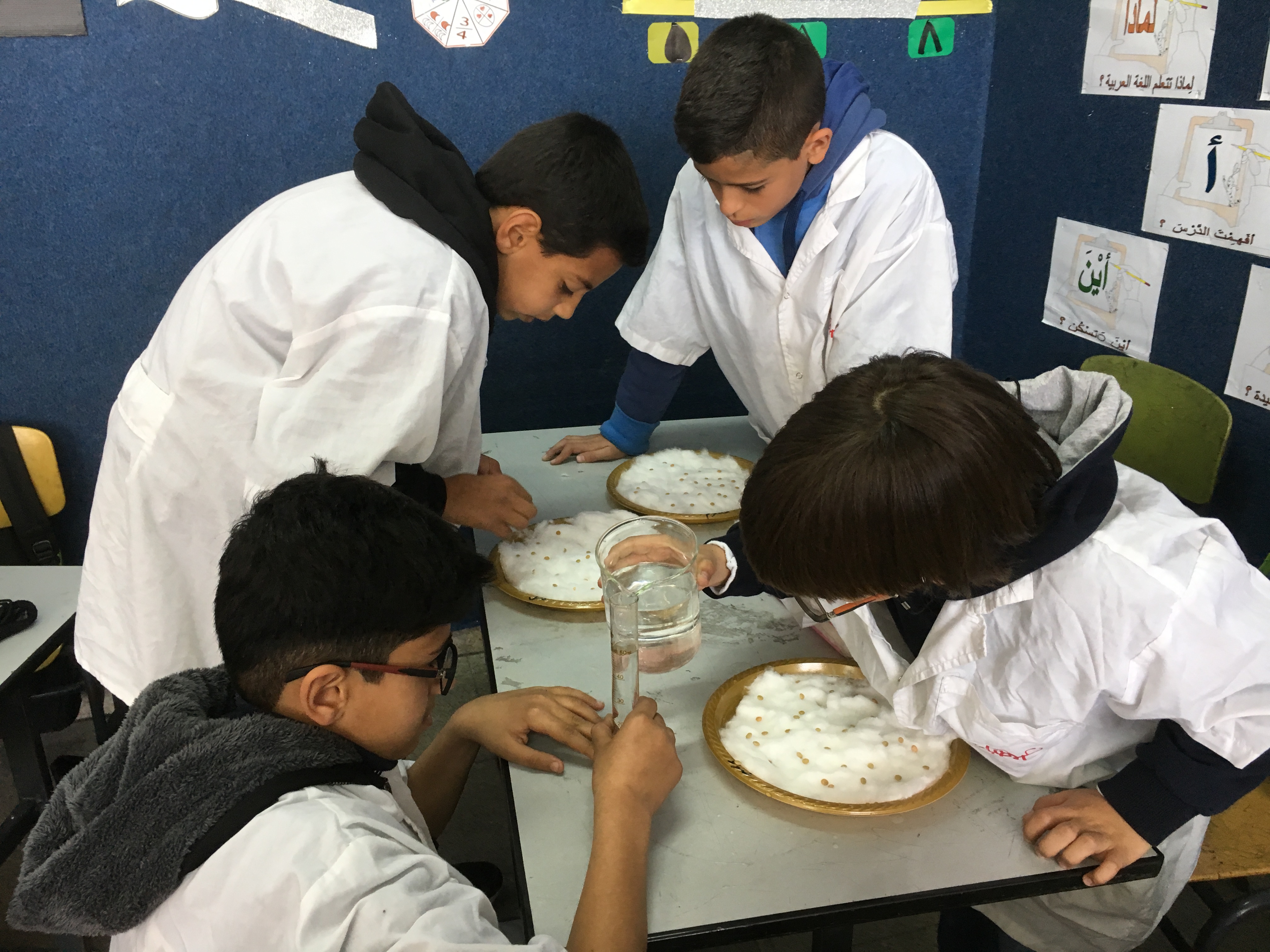 أثر الضوء على نمو بذور العدس by فريق عمل الصف الخامس أ - Illustrated by فريق طلاب الصف الخامس أ  بشار احمد نخال                   صلاح صلاح الدين                   عزمي رياض شاكر                   هادي حاتم ابو صبيح - Ourboox.com