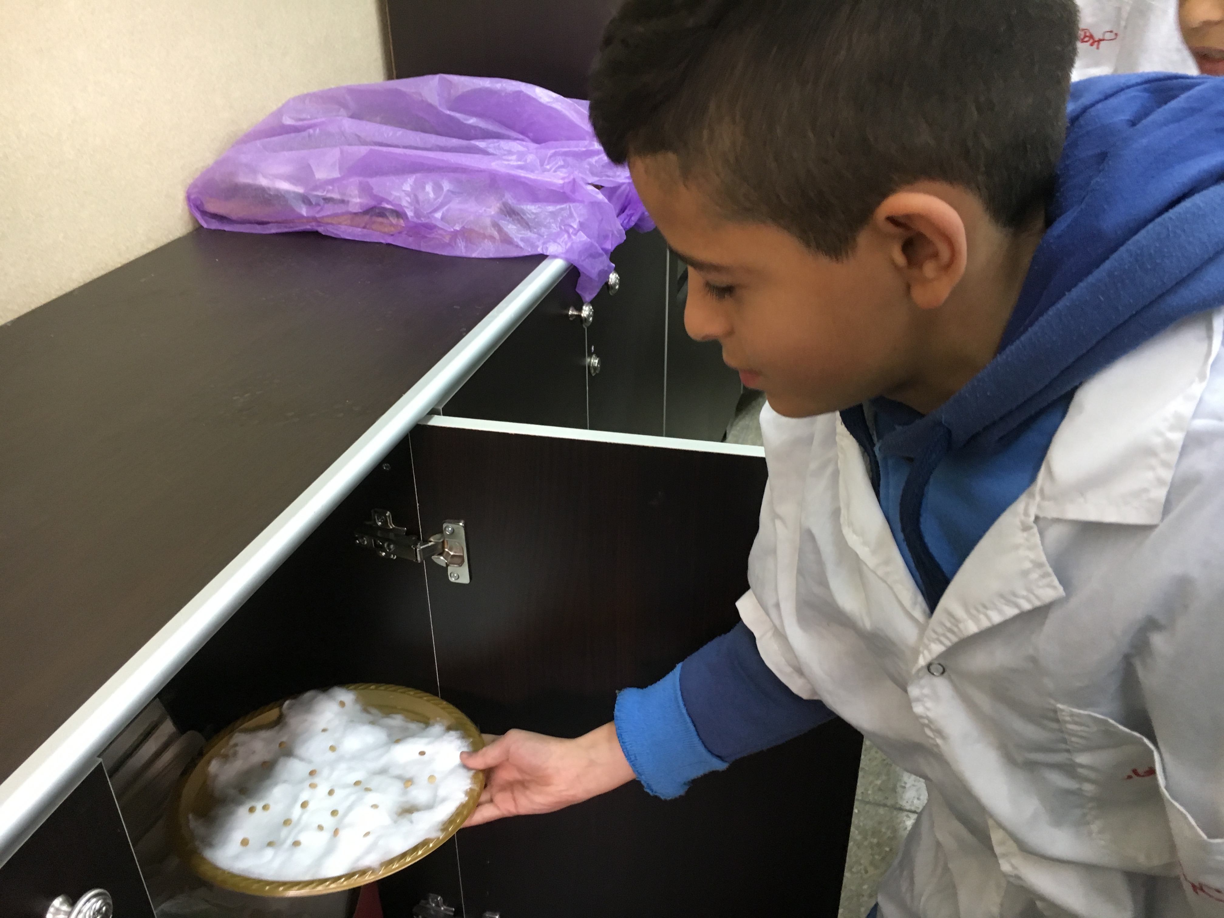 أثر الضوء على نمو بذور العدس by فريق عمل الصف الخامس أ - Illustrated by فريق طلاب الصف الخامس أ  بشار احمد نخال                   صلاح صلاح الدين                   عزمي رياض شاكر                   هادي حاتم ابو صبيح - Ourboox.com