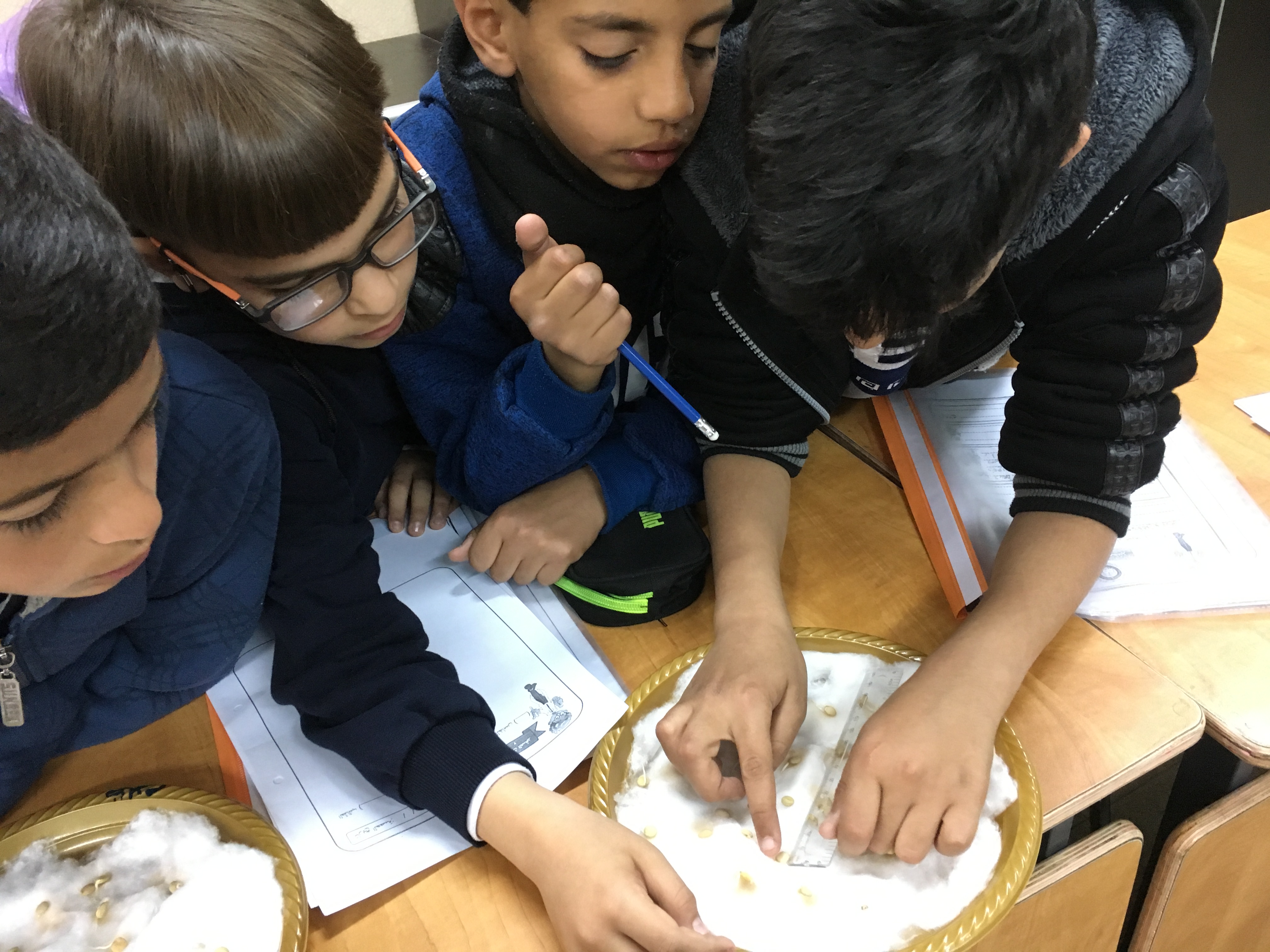 أثر الضوء على نمو بذور العدس by فريق عمل الصف الخامس أ - Illustrated by فريق طلاب الصف الخامس أ  بشار احمد نخال                   صلاح صلاح الدين                   عزمي رياض شاكر                   هادي حاتم ابو صبيح - Ourboox.com