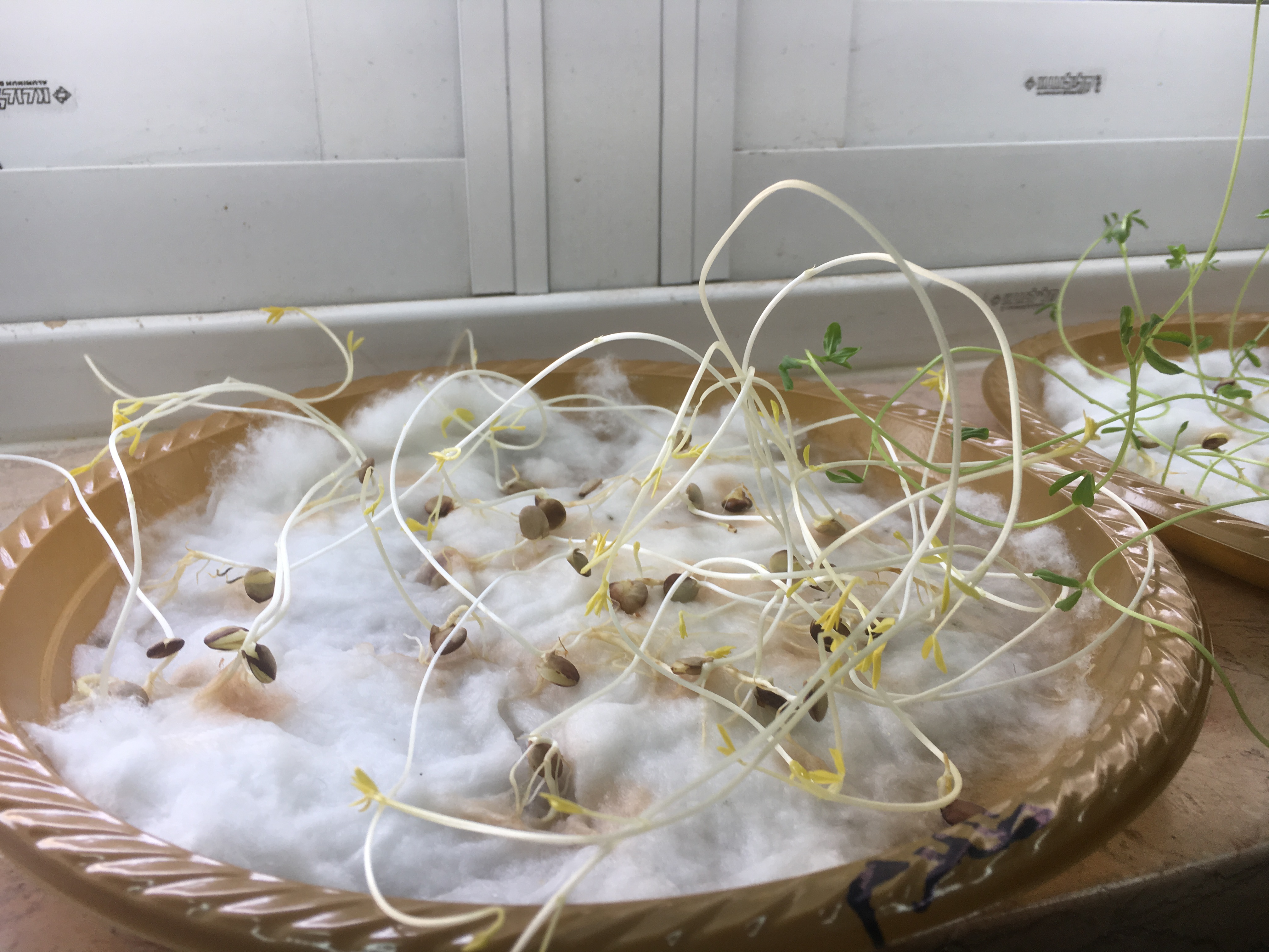 أثر الضوء على نمو بذور العدس by فريق عمل الصف الخامس أ - Illustrated by فريق طلاب الصف الخامس أ  بشار احمد نخال                   صلاح صلاح الدين                   عزمي رياض شاكر                   هادي حاتم ابو صبيح - Ourboox.com