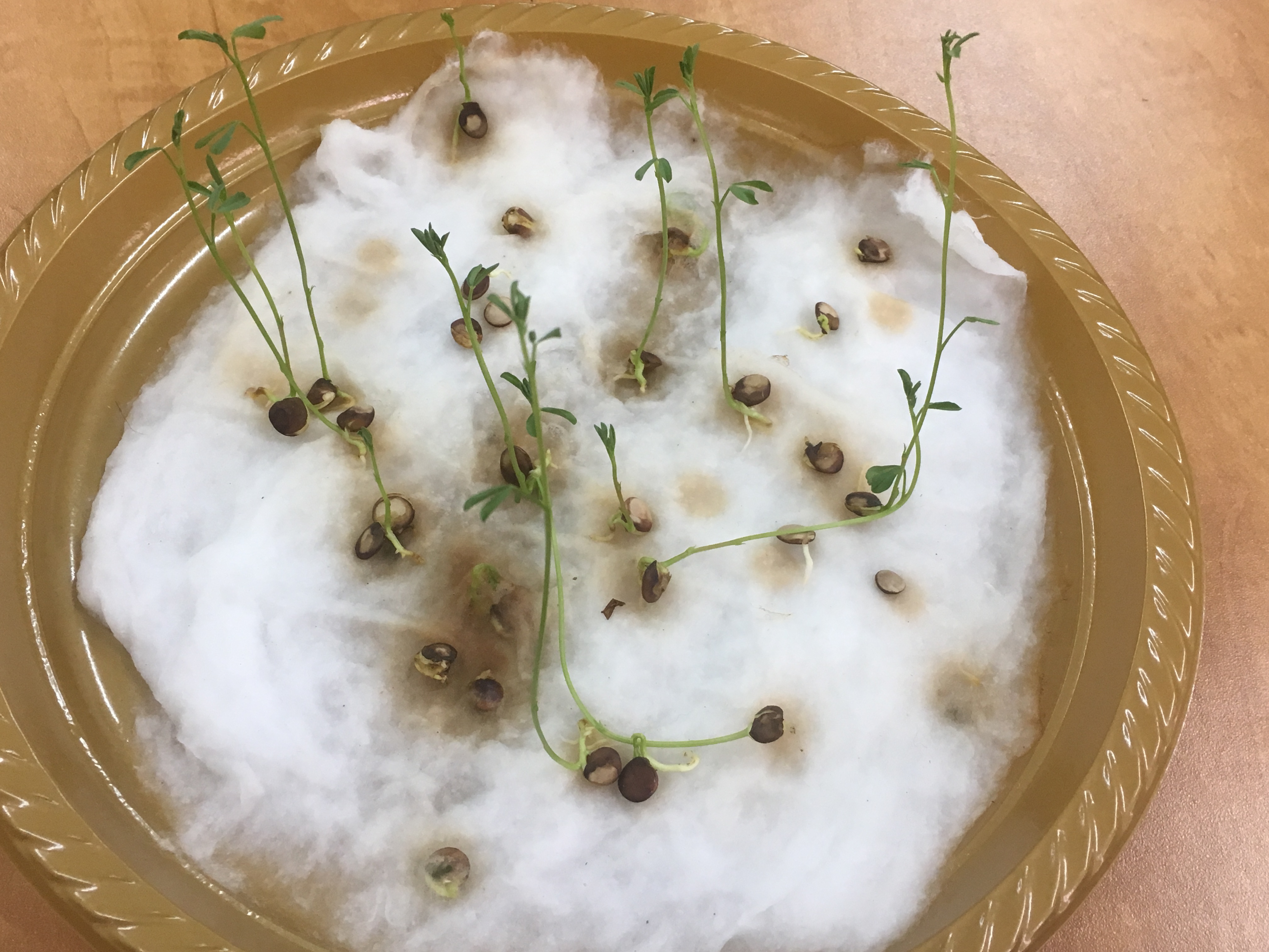 أثر الضوء على نمو بذور العدس by فريق عمل الصف الخامس أ - Illustrated by فريق طلاب الصف الخامس أ  بشار احمد نخال                   صلاح صلاح الدين                   عزمي رياض شاكر                   هادي حاتم ابو صبيح - Ourboox.com