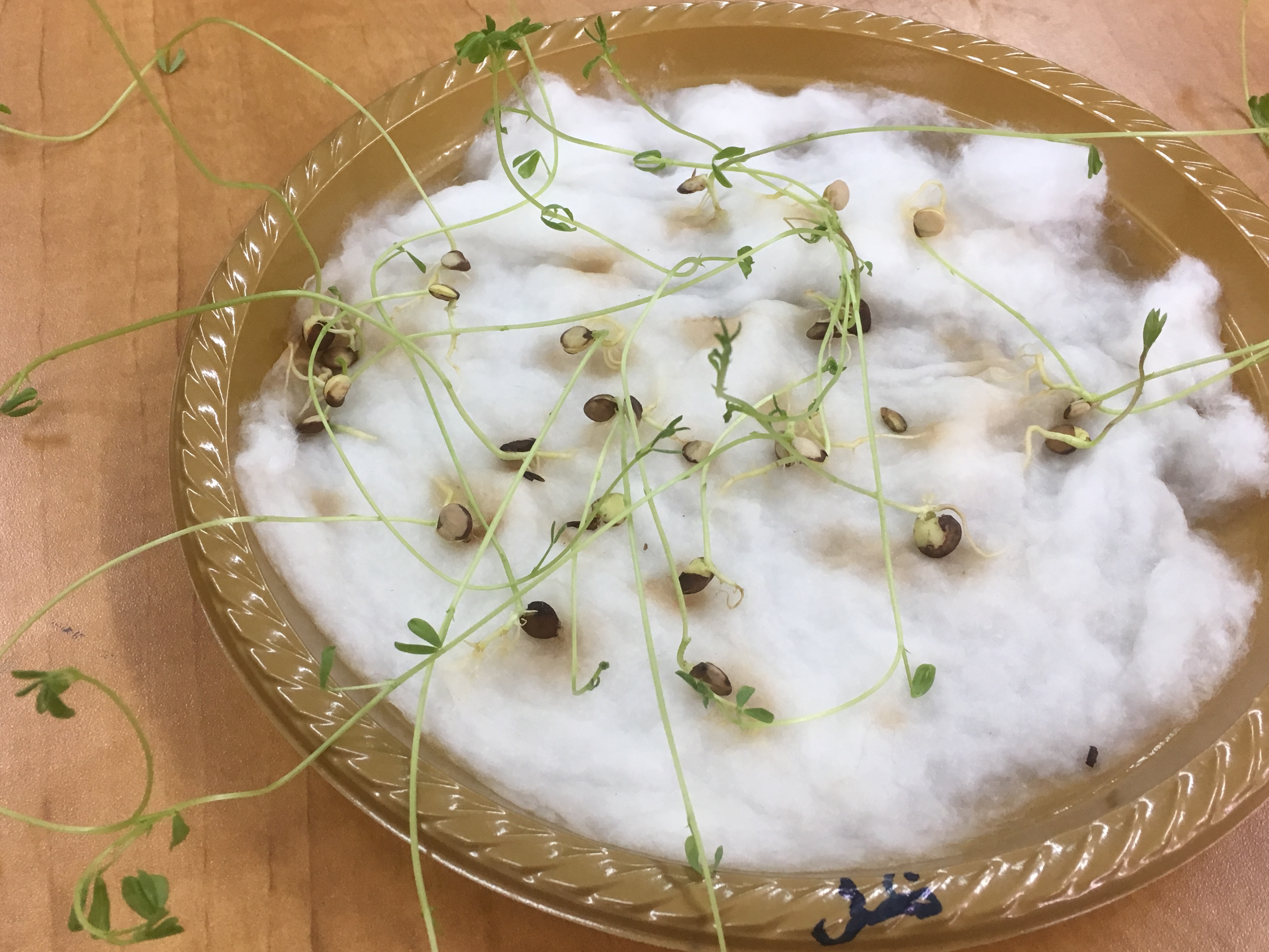 أثر الضوء على نمو بذور العدس by فريق عمل الصف الخامس أ - Illustrated by فريق طلاب الصف الخامس أ  بشار احمد نخال                   صلاح صلاح الدين                   عزمي رياض شاكر                   هادي حاتم ابو صبيح - Ourboox.com