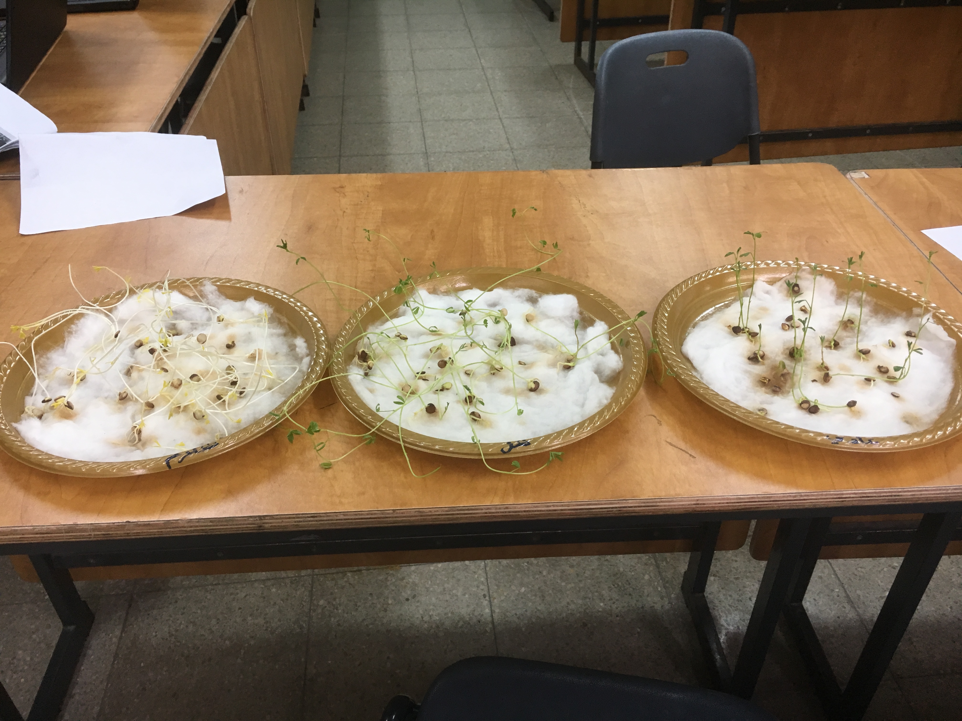 أثر الضوء على نمو بذور العدس by فريق عمل الصف الخامس أ - Illustrated by فريق طلاب الصف الخامس أ  بشار احمد نخال                   صلاح صلاح الدين                   عزمي رياض شاكر                   هادي حاتم ابو صبيح - Ourboox.com