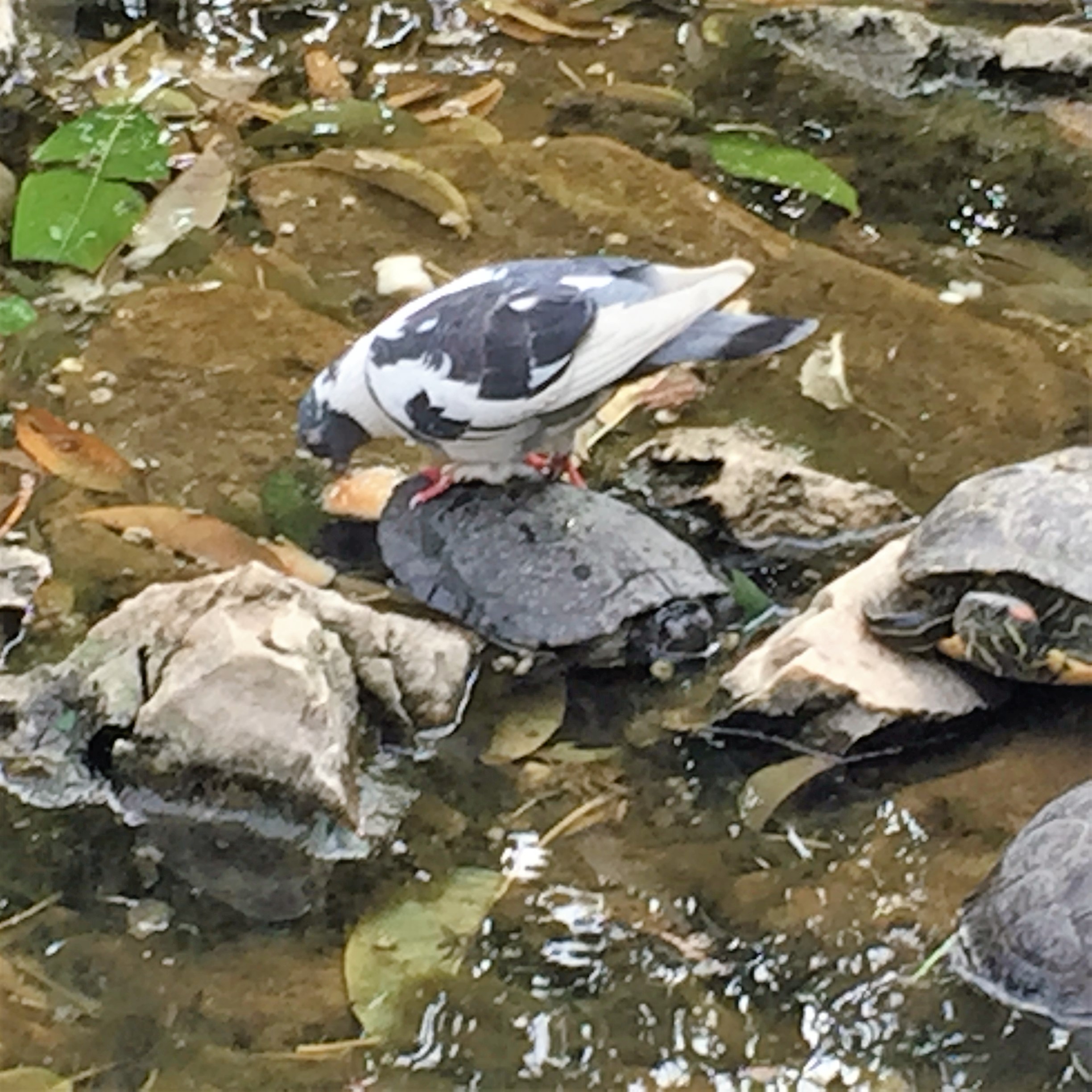 A Turtle’s a Turtle by Mel Rosenberg - מל רוזנברג - Ourboox.com