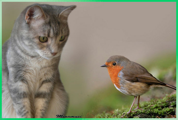 HUSKY, CAT AND PARROT by OLivia - Ourboox.com