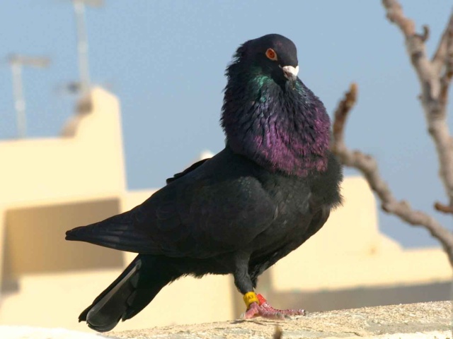 THE PIGEONS by HECTOR - Ourboox.com