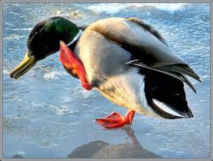 One Legged Duck by Brandon - Ourboox.com