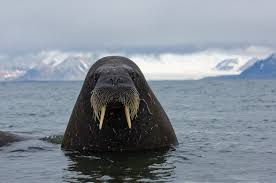 Wally the walrus by magical walrus - Ourboox.com