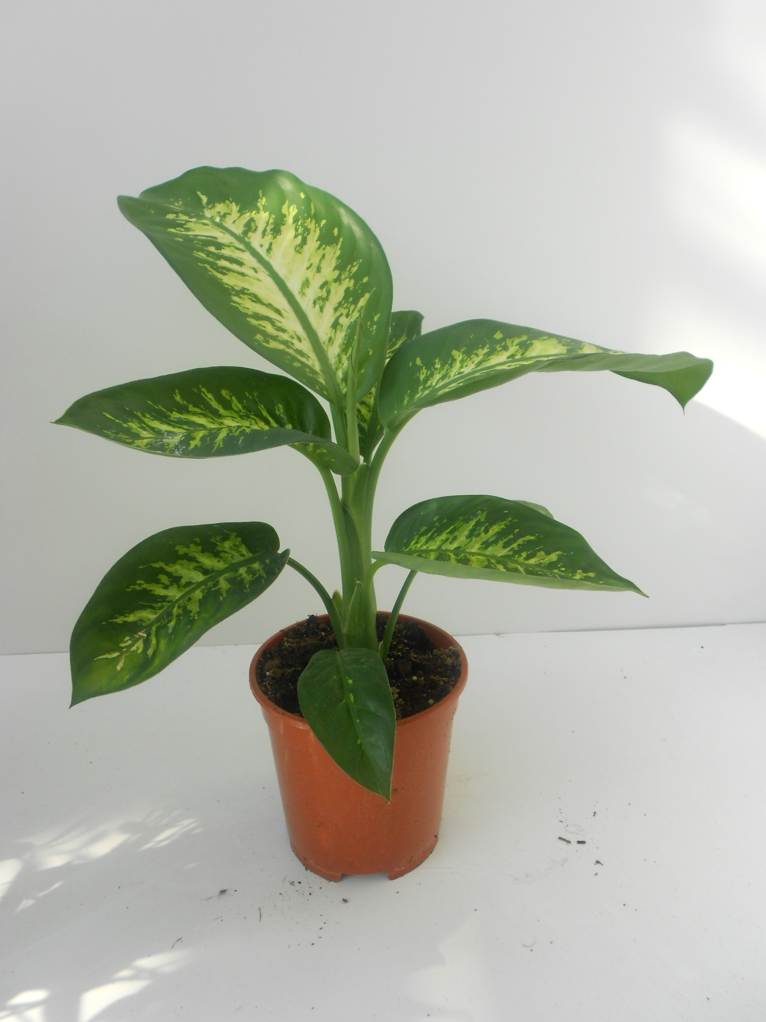 المكتشفون الصغار by alaa jabaly - Ourboox.com