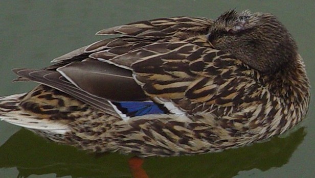 One Legged Duck by Brandon - Ourboox.com