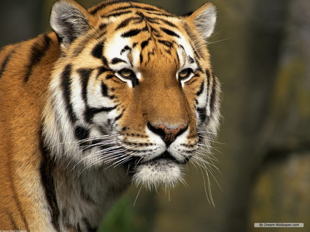 الحيوانات البرية by besan salhi - Ourboox.com