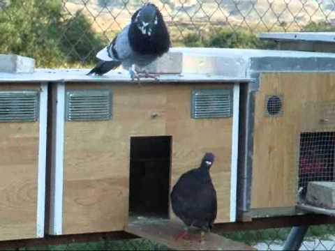 THE BLACK OF DE GALICIAN by Hector - Ourboox.com