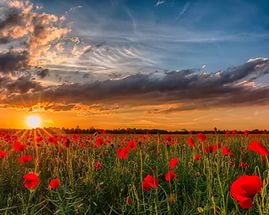 2017 by DariaBagrin - Ourboox.com