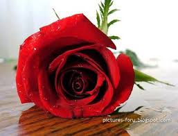 الزهور by DOHA - Illustrated by الزهور  - Ourboox.com