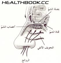 الجهاز التنفسي by saja abu khalaf - Illustrated by saja abu khalaf - Ourboox.com