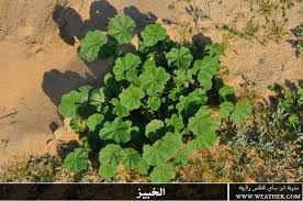 النباتات البرية by marwa - Illustrated by مروة رياشي  - Ourboox.com