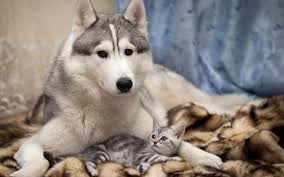 HUSKY, CAT AND PARROT by OLivia - Ourboox.com
