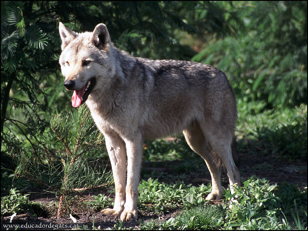 ELS CONTES DE QUART B by Material per al treball a l