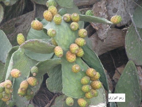 النباتات البرية by DOHA - Illustrated by DOHA RISIHQ - Ourboox.com