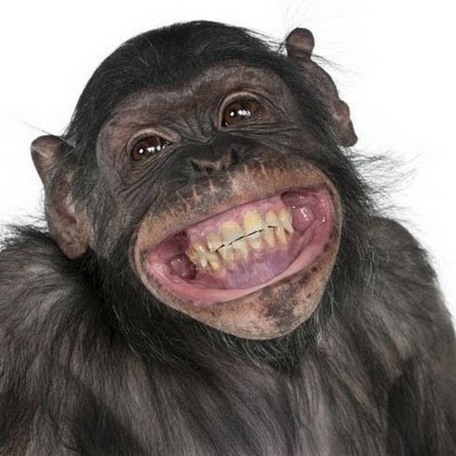 Animals by angela d arentsen - Ourboox.com