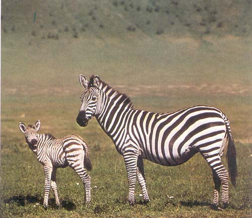 الحيوانات البرية by besan salhi - Ourboox.com