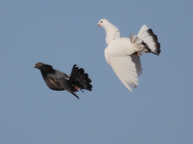 the black of the Galician by Hector - Ourboox.com