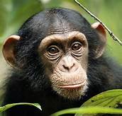 Una nuova scienza l’ etologia . by Katia Bertino - Ourboox.com