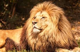 חיות בר וחיות מבוייתות by eti devir - Ourboox.com