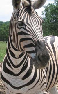 Animals by Miranda Harpham - Illustrated by Miranda Harpham  - Ourboox.com