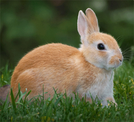 הארנב שהלך לאיבוד by rinat - Ourboox.com